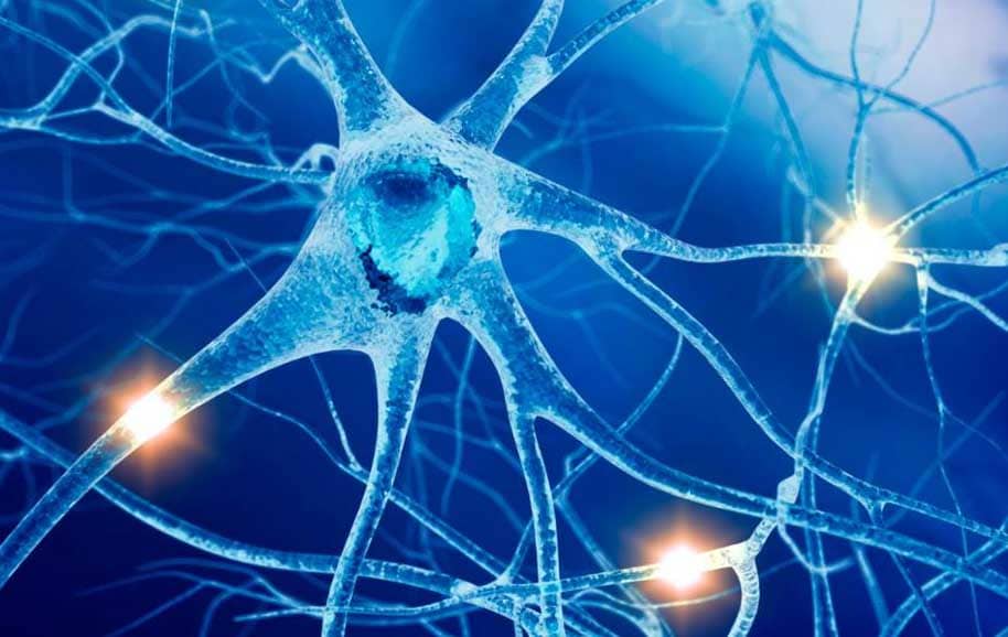 Nervous System2 Nervous System2